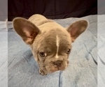 Small #5 French Bulldog