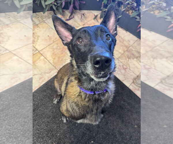 Medium Photo #1 Mutt Puppy For Sale in Leavenworth, KS, USA