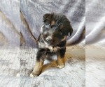 Small Photo #7 German Shepherd Dog-Siberian Husky Mix Puppy For Sale in CANISTEO, NY, USA