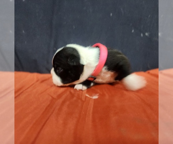 Medium Photo #2 Boston Terrier Puppy For Sale in AFTON, WY, USA