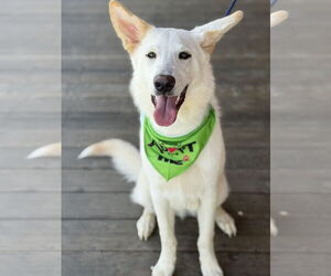 Huskies -white german shepherd Mix Dogs for adoption in Euless, TX, USA