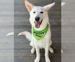 Small Huskies -white german shepherd Mix