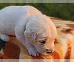 Small Photo #33 English Cream Golden Retriever Puppy For Sale in WOOSTER, OH, USA