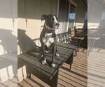 Small #3 American Pit Bull Terrier Mix