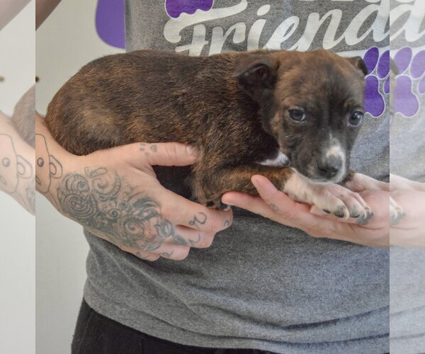 Medium Photo #2 Jack Russell Terrier-Unknown Mix Puppy For Sale in Huntley, IL, USA