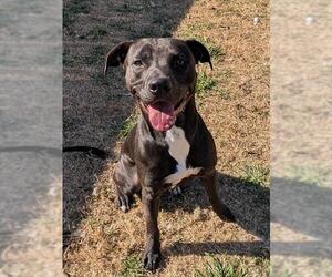 Mutt Dogs for adoption in Plano, TX, USA