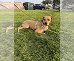 Small #2 Rhodesian Ridgeback Mix