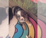 Small Photo #5 Border-Aussie Puppy For Sale in HARTSEL, CO, USA
