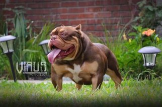 Father of the American Bully puppies born on 05/14/2017
