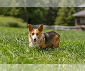 Mutt Dogs for adoption in Landenberg, PA, USA