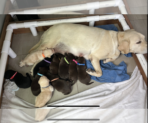 Labrador Retriever Puppy for sale in WHITTIER, CA, USA