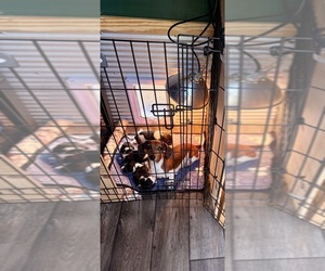 Mother of the Dachshund puppies born on 08/23/2025