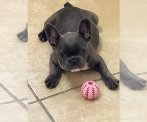 French Bulldog Puppy for sale in SAINT PETERSBURG, FL, USA
