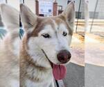 Small Siberian Husky
