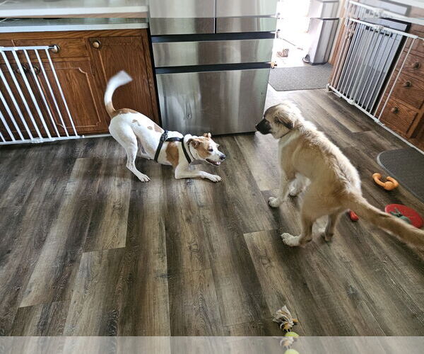 Medium Photo #17 Pointer-Unknown Mix Puppy For Sale in Minneapolis, MN, USA