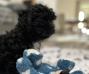 Havanese-Poodle (Toy) Mix Puppy for sale in CHARLESTON, IL, USA