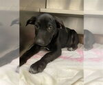Small American Staffordshire Terrier Mix