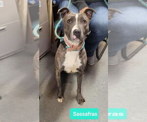 Mutt Dogs for adoption in Richmond, IN, USA