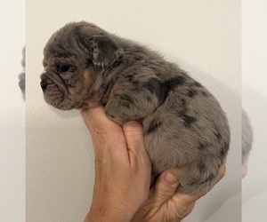 English Bulldog Puppy for Sale in SAINT CHARLES, Illinois USA
