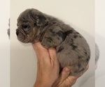 Small Photo #1 English Bulldog Puppy For Sale in SAINT CHARLES, IL, USA