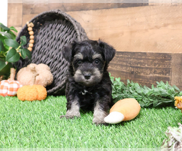 Medium Photo #12 Schnauzer (Miniature) Puppy For Sale in SYRACUSE, IN, USA
