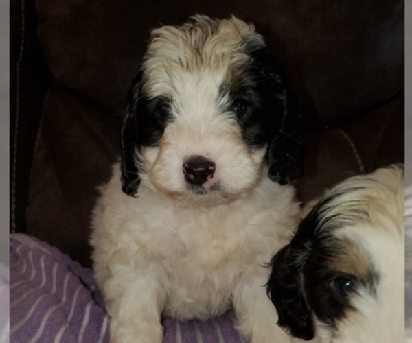 Medium Photo #8 Bernedoodle (Miniature) Puppy For Sale in LEETONIA, OH, USA