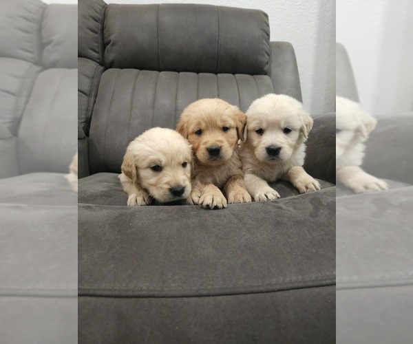 Medium Photo #7 Golden Retriever Puppy For Sale in ELVERTA, CA, USA