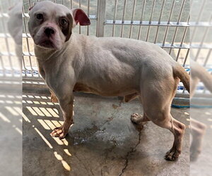 Mutt Dogs for adoption in Sanford, FL, USA