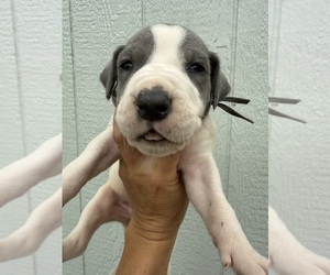 Medium Great Dane