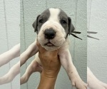 Puppy Puppy 13 Great Dane