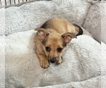 Small #1 Mutt
