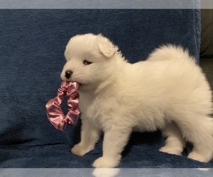 Samoyed Puppy for sale in TAMPICO, IL, USA