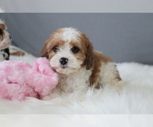Cavapoo Puppy for sale in WEST SALEM, OH, USA