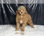 Puppy Ziggy zoo zoo Goldendoodle (Miniature)