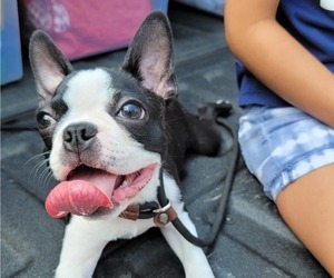 Boston Terrier Puppy for sale in ASTORIA, NY, USA