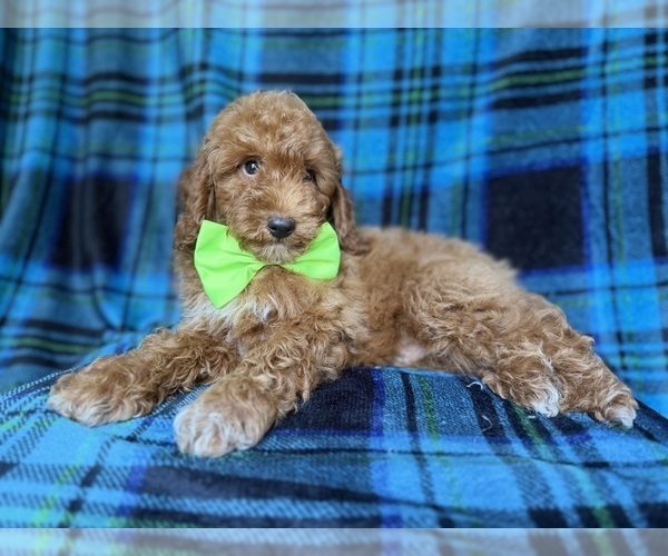 Medium Photo #9 Poodle (Miniature) Puppy For Sale in LAKELAND, FL, USA
