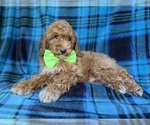 Small #8 Poodle (Miniature)