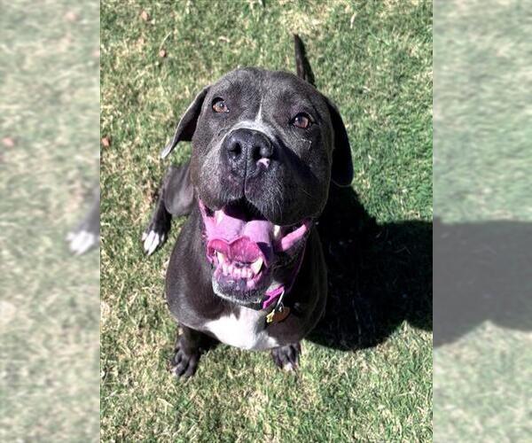 Medium Photo #1 Staffordshire Bull Terrier Puppy For Sale in Oklahoma City, OK, USA