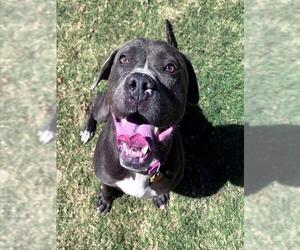 Staffordshire Bull Terrier Dogs for adoption in Oklahoma City, OK, USA