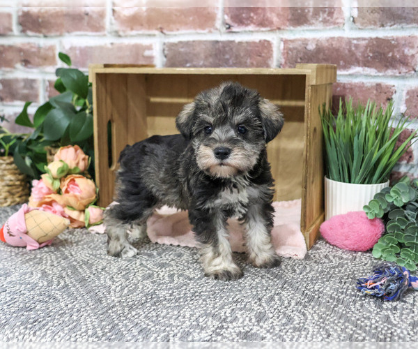 Medium Photo #3 Schnauzer (Miniature) Puppy For Sale in SYRACUSE, IN, USA