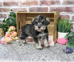 Small #2 Schnauzer (Miniature)