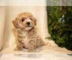 Small Photo #4 Bichpoo Puppy For Sale in LEOLA, PA, USA