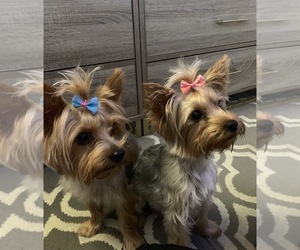 Father of the Yorkshire Terrier puppies born on 09/13/2019