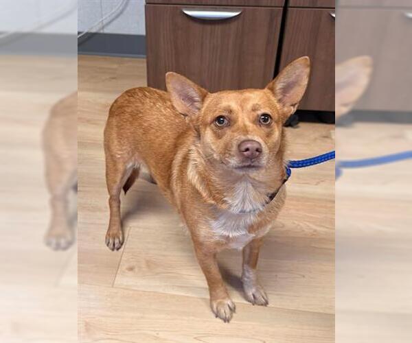 Medium Photo #1 Cardigan Welsh Corgi-Unknown Mix Puppy For Sale in San Martin, CA, USA