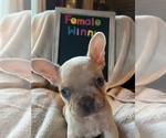 Small #2 French Bulldog