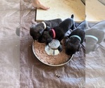 Small Photo #29 Cane Corso Puppy For Sale in LIVERMORE, CA, USA