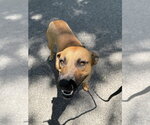Small #6 Mutt