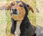 Small #2 English Shepherd Mix