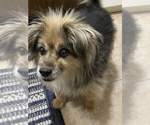 Pomeranian-Unknown Mix Dogs for adoption in San Angelo, TX, USA