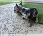 Small Photo #5 French Bulldog Puppy For Sale in CYPRESS, TX, USA